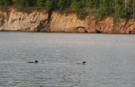 Loons
