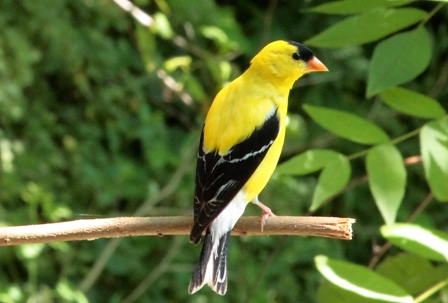 Goldfinch