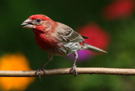 Purple Finch