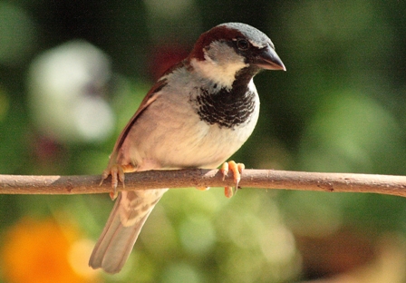 House Sparrow
