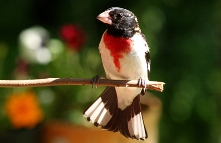 Rose-Breasted Grosbeak