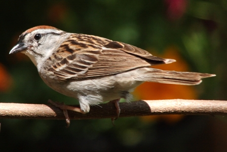 Sparrow