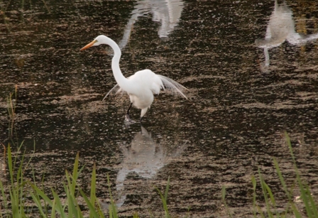 Snowy Egret