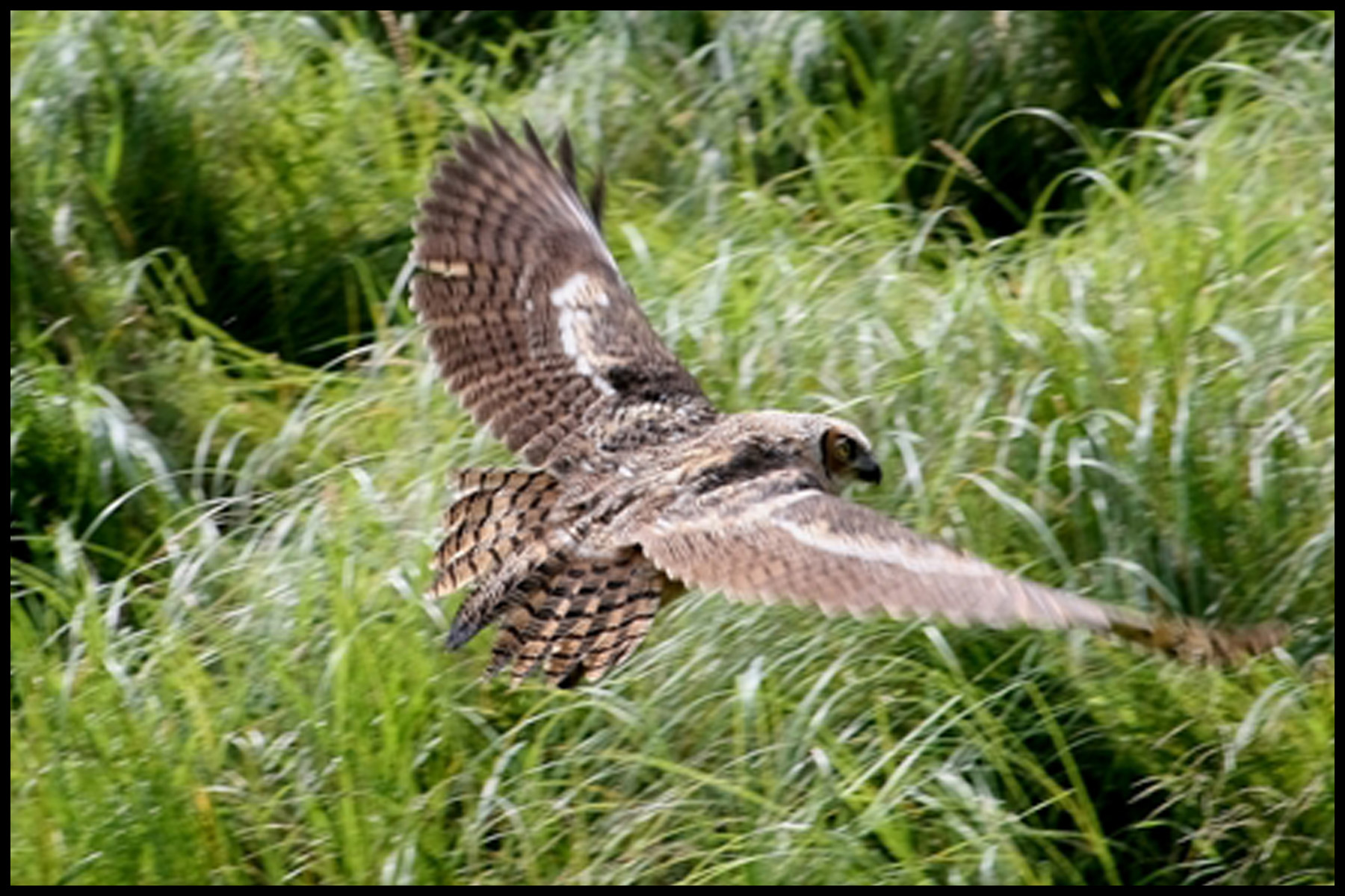 Great Horned Owl