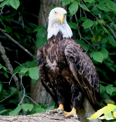 Bald Eagle