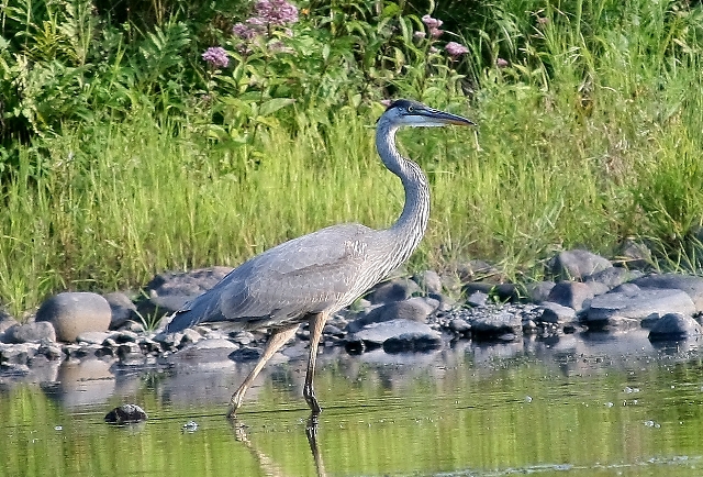Great Blue Heron - Flambeau River