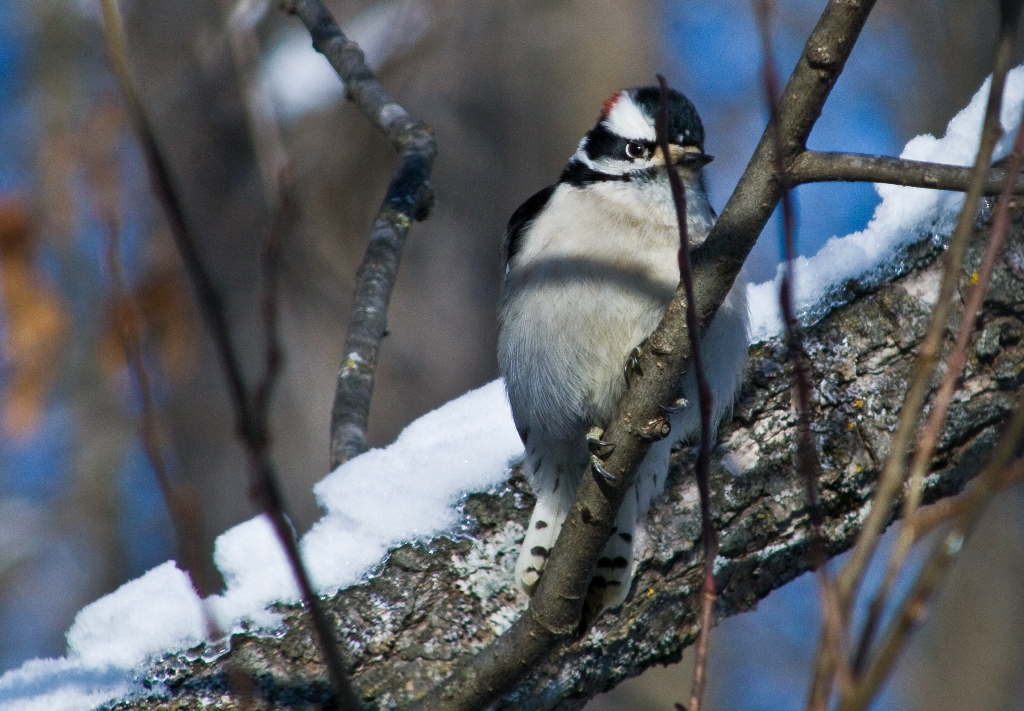 Downy Woodpecker