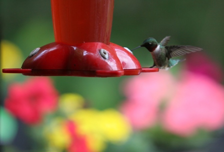 Male Ruby-Throated Hummingbird