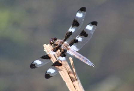 Dragonfly -Sidie Hollow Park near Viroqua, Wisconsin