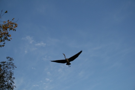 Great Blue Heron in flight