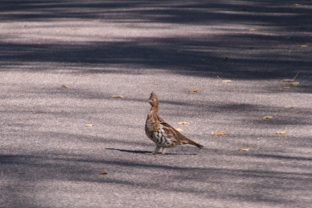 Ruffed Grouse
