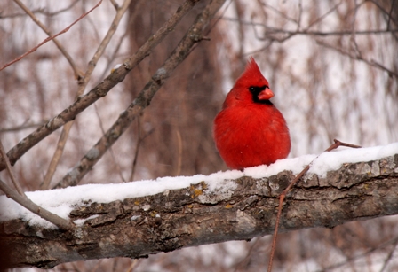 Cardinal