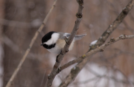 Black-capped Chickadee