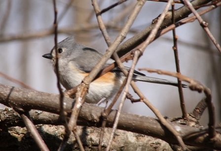 Tufted Titmouse