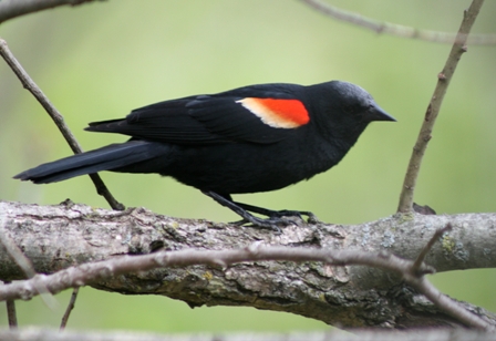 Red-Winged Blackbird