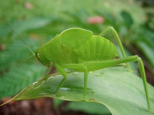 Green Insect with pretty eyes, Rainforest, Queensland, Australia