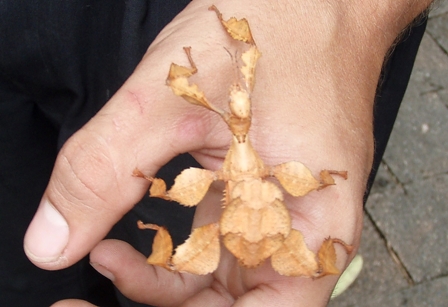 Leaf Insect, Australia
