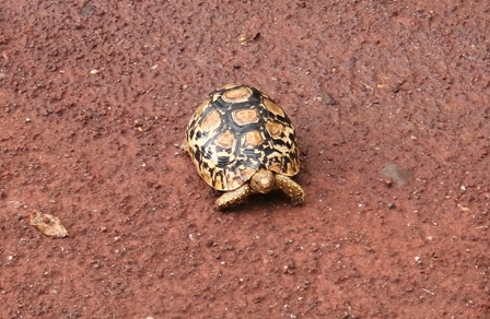 Leopard Tortoise, Lake Manyara, Tanzania