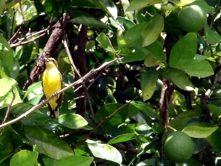 Unknown, Mossman, Queensland, Australia