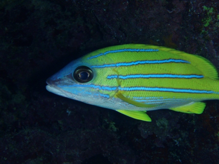 Reef fish