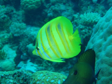 Reef fish