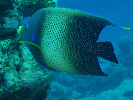 Angelfish