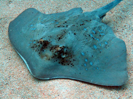 Spotted Stingray