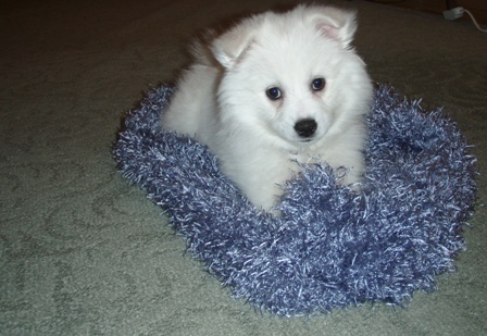 Female American Eskimo puppy - "Christine"