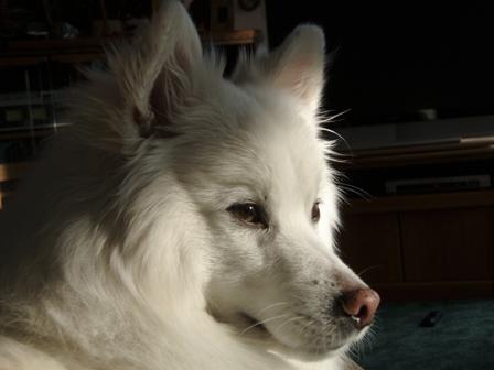 Male American Eskimo - "Dante"