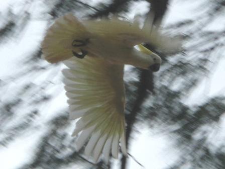 Sulphur-Crested Cockatoo - Palm Cove,  Queensland, Australia