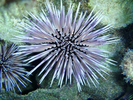 Sea Urchin
