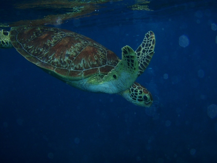 Sea Turtle, Great Barrier Reef, Australia