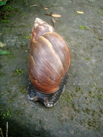 Slug, Bali, Indonesia