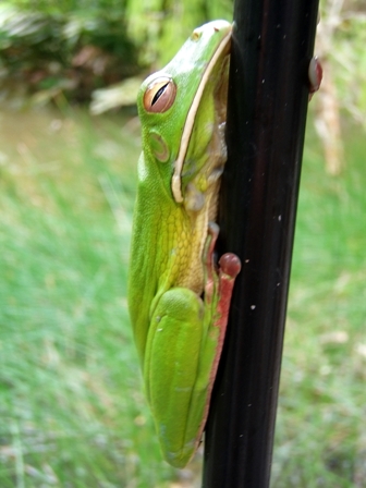 White-Lipped Tree Frog, Queensland, Australia