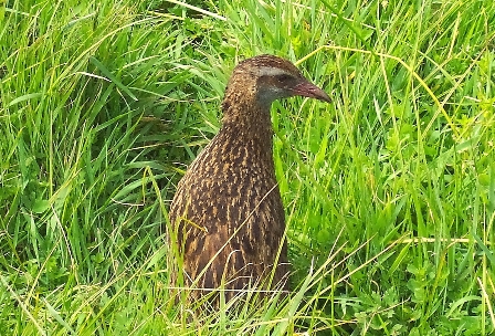 Weka Bird, New Zealand, South Island