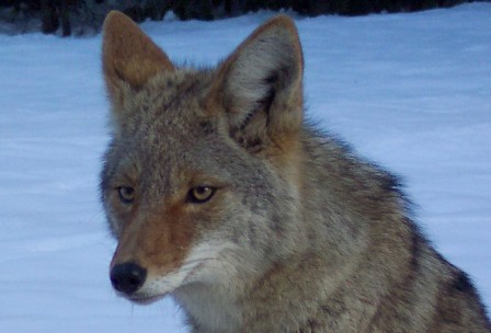 Coyote, Yosemite, California