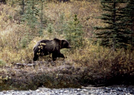 Grizzly Bear, Banff National Park, Canada